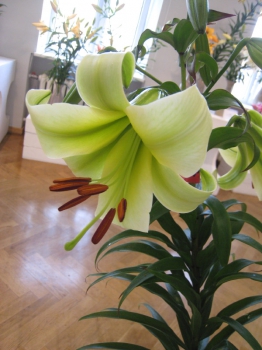 16. jūlijā Liepājā tiks atklāta krāšņa Liliju ziedu izstāde
